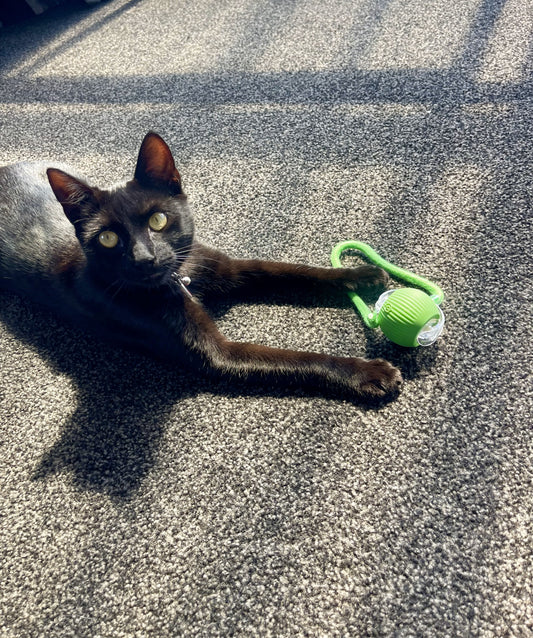 Interactive Smart Cat Toy Automatic Rolling Ball with Tail